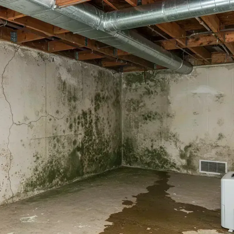 Professional Mold Removal in Chatsworth, IL